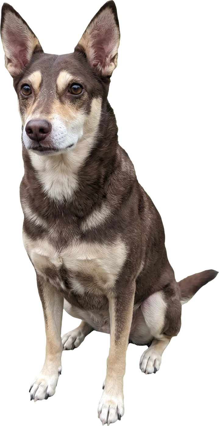 Cookie sitting and looking at you, made from her videos