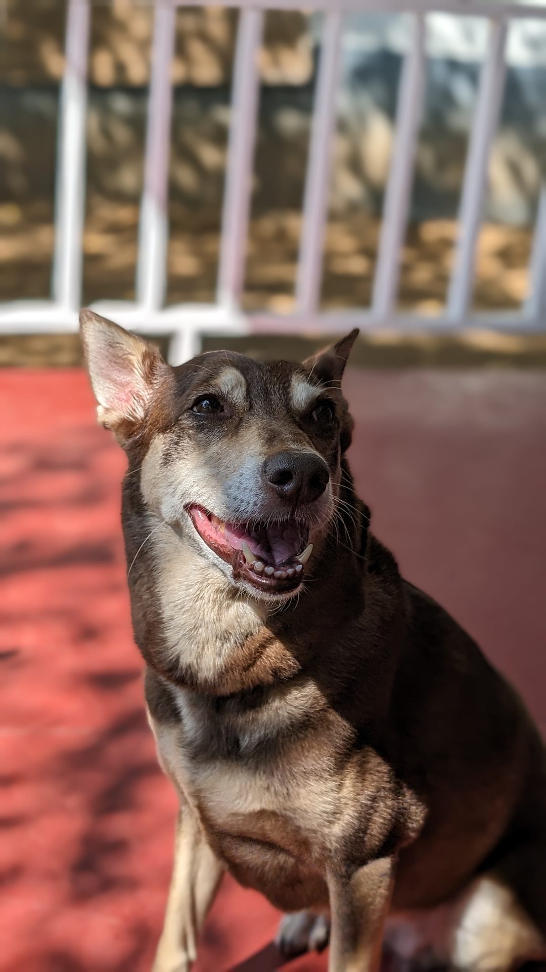 Cookie on the balcony in the sun, mouth open, looking happy