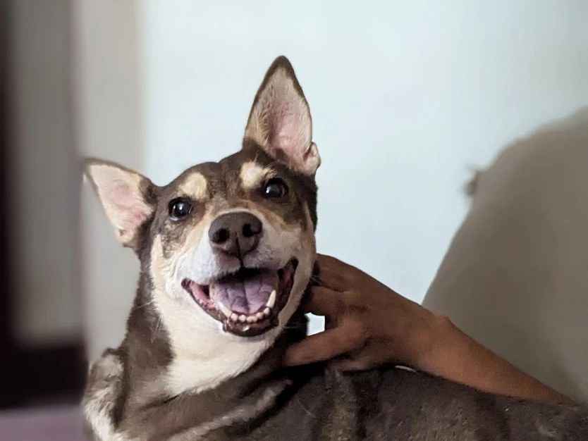 Cookie smiling on the sofa while Alysha scratches her neck