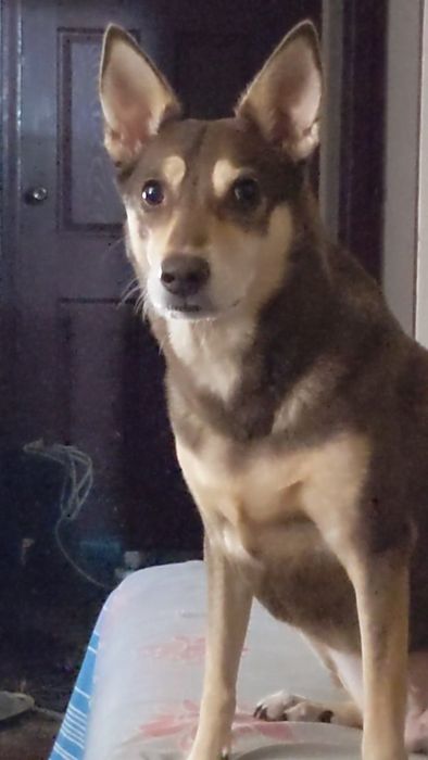 Cookie sitting by the door, from a home video
